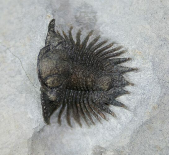 Exquisite Acanthopyge (Lobopyge) Trilobite #13190